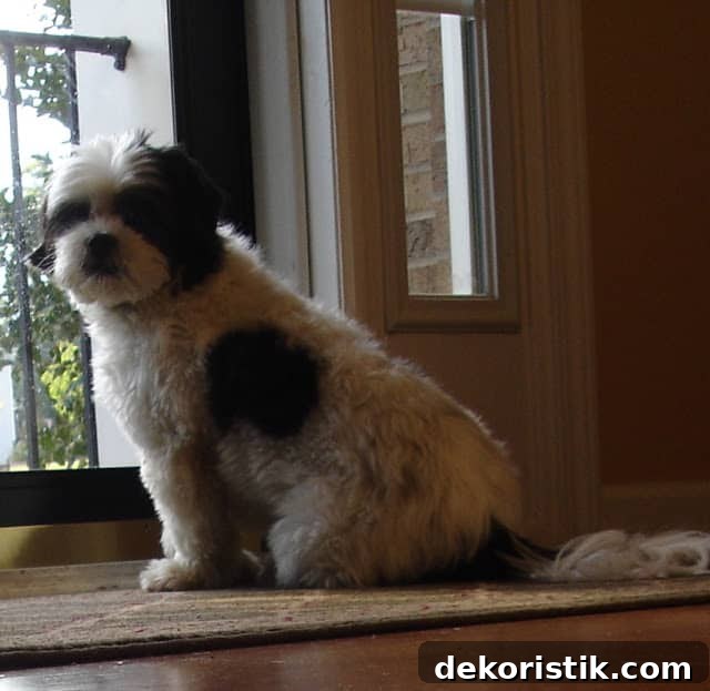 Opie the Lhasa-Poo