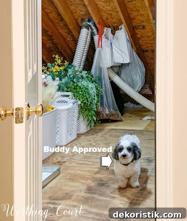 black and white dog standing at entrance to walk in attic