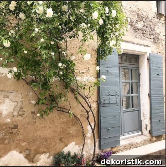side of old house with gray shutters flanking a window and a blooming tree growing up the side