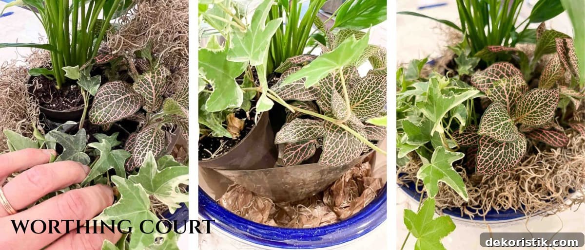 graphic image of plant arrangement for mother's day