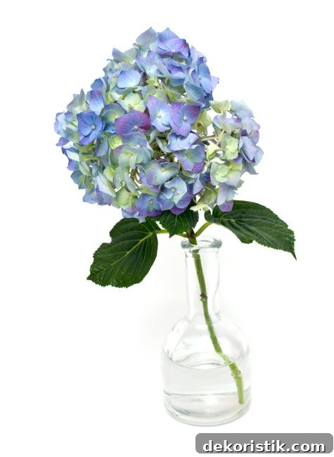 single blue hydragea bloom in a glass vase