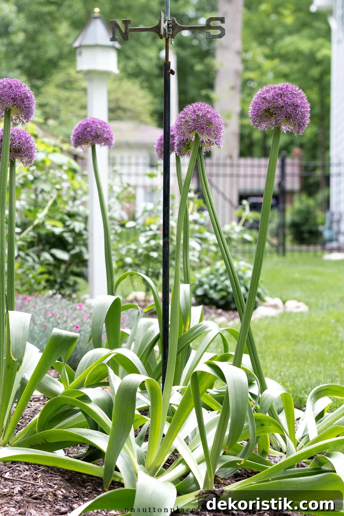 allum planted in a garden
