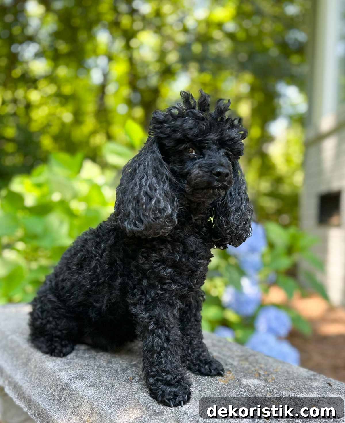 black toy poodle sitting on a concrete bench outdoors