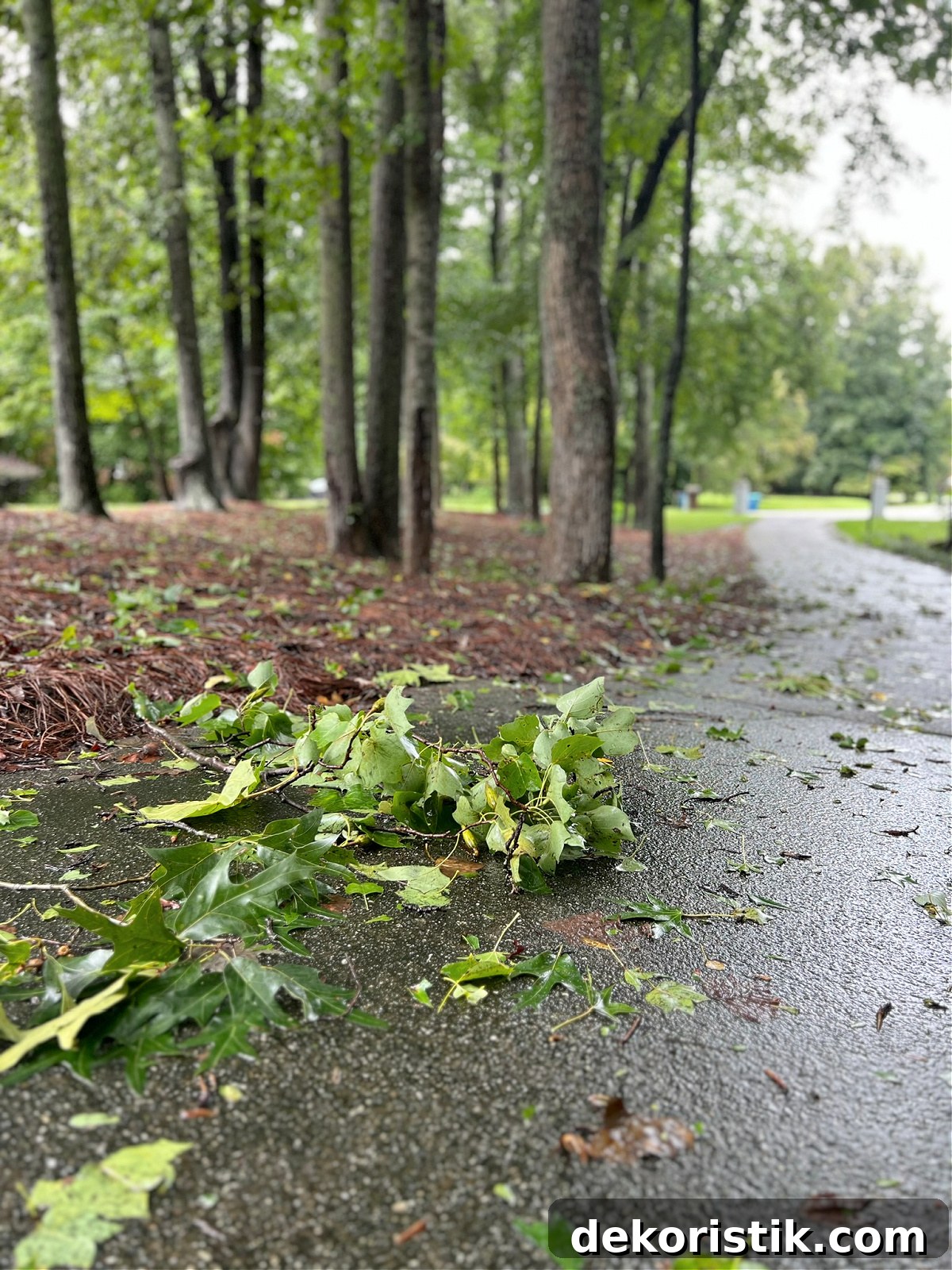 green leaves and small branches in a driveway and natural area