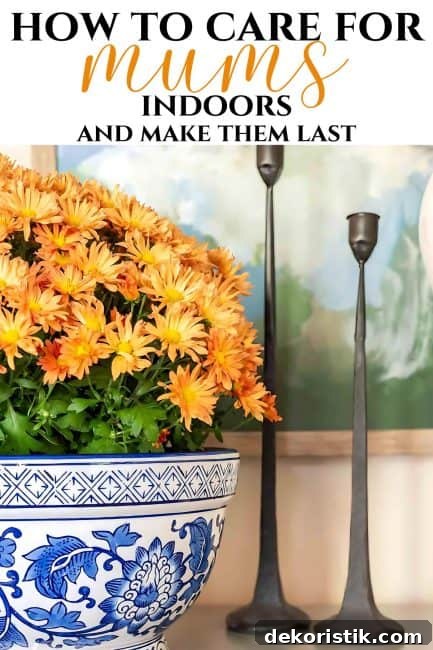 how to care for mums indoors pin graphic