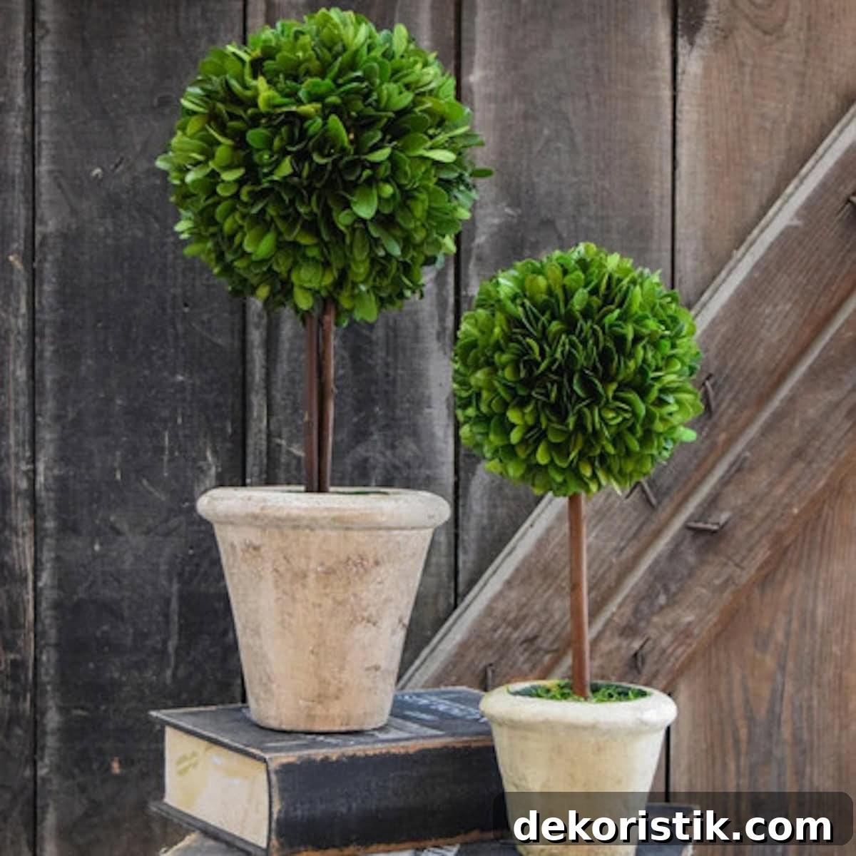 Preserved boxwood topiaries