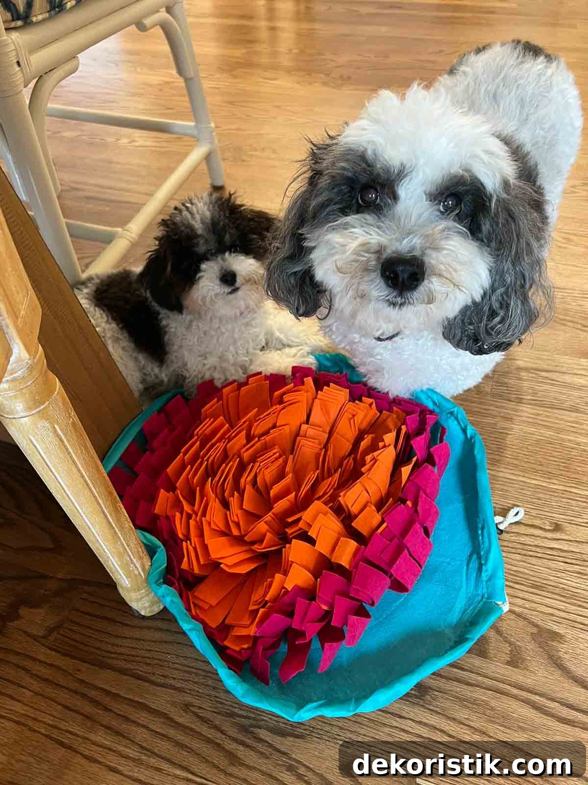 two black and white dogs beside a snuffle mat