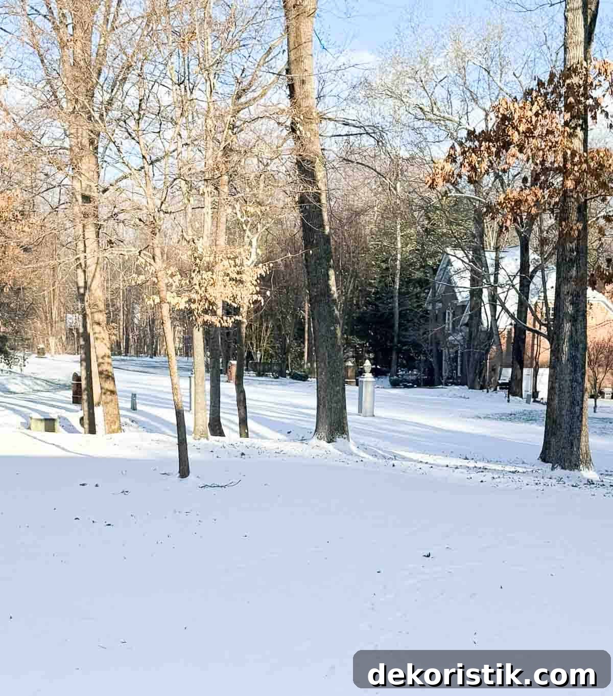 photograph of snowy front yard