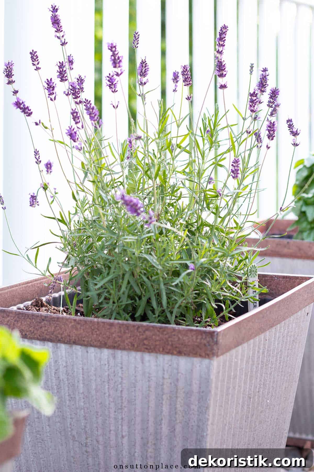 lavender plant in a square outdoor container