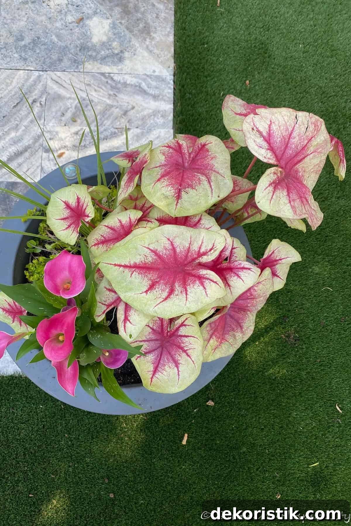overhead view of pink and green caladiums in a gray planter