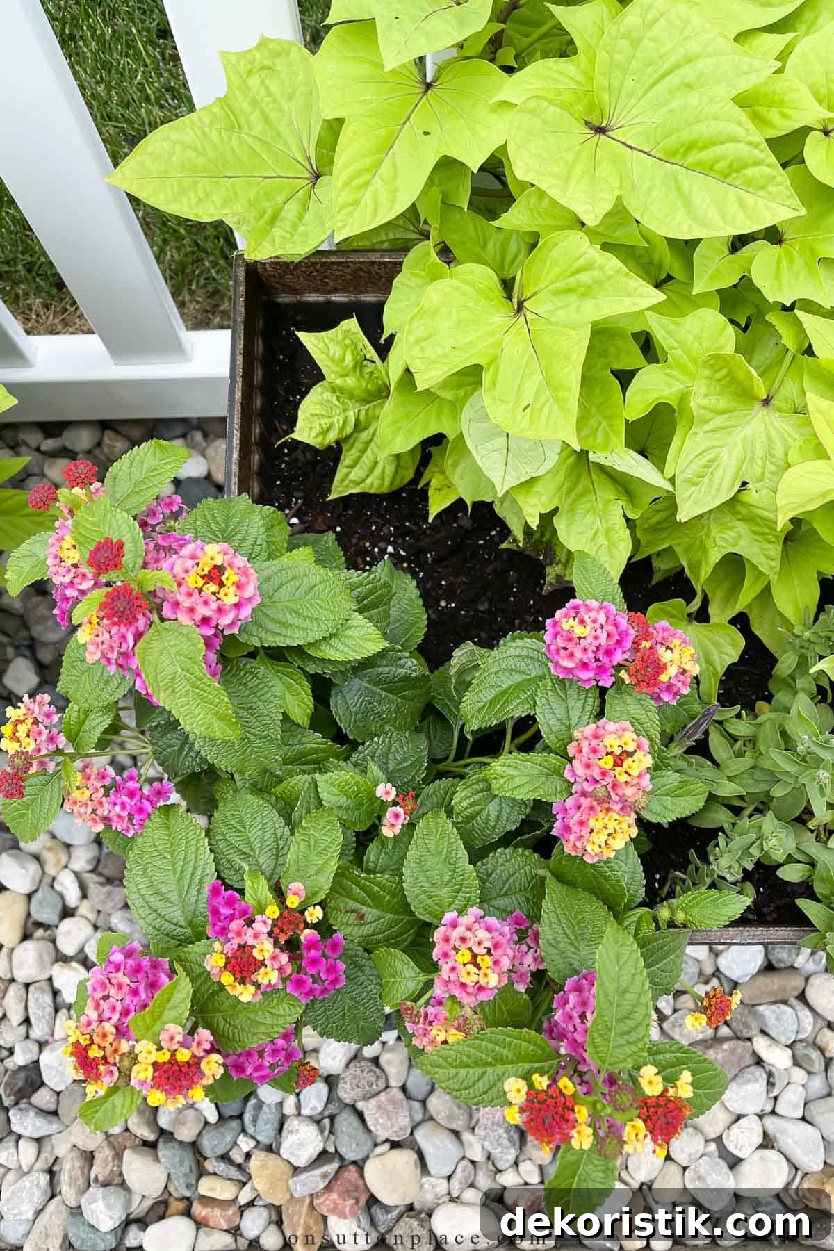 overhead view of plants and flowers in containers