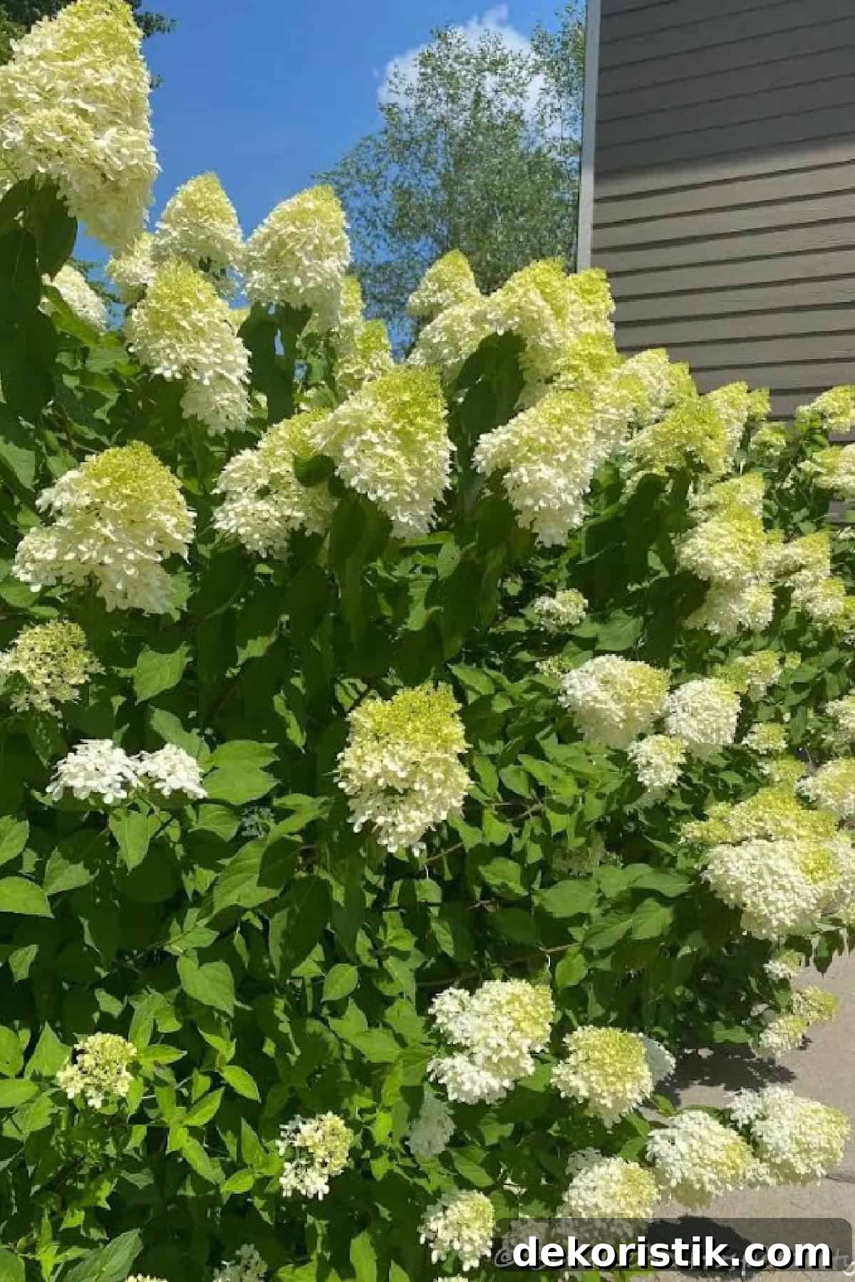 limelight hydrangea bush