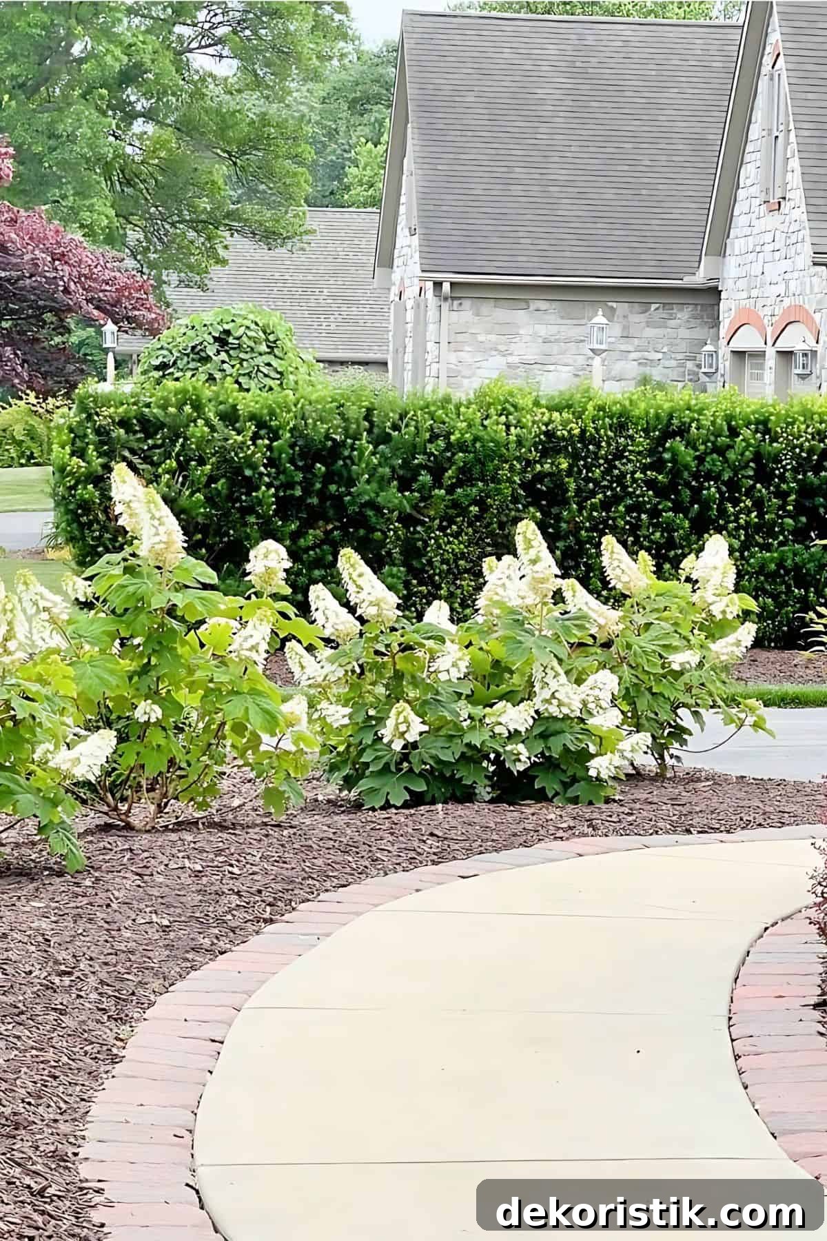 Row of limelight hydrangeas lining a curved sidewalk in a garden