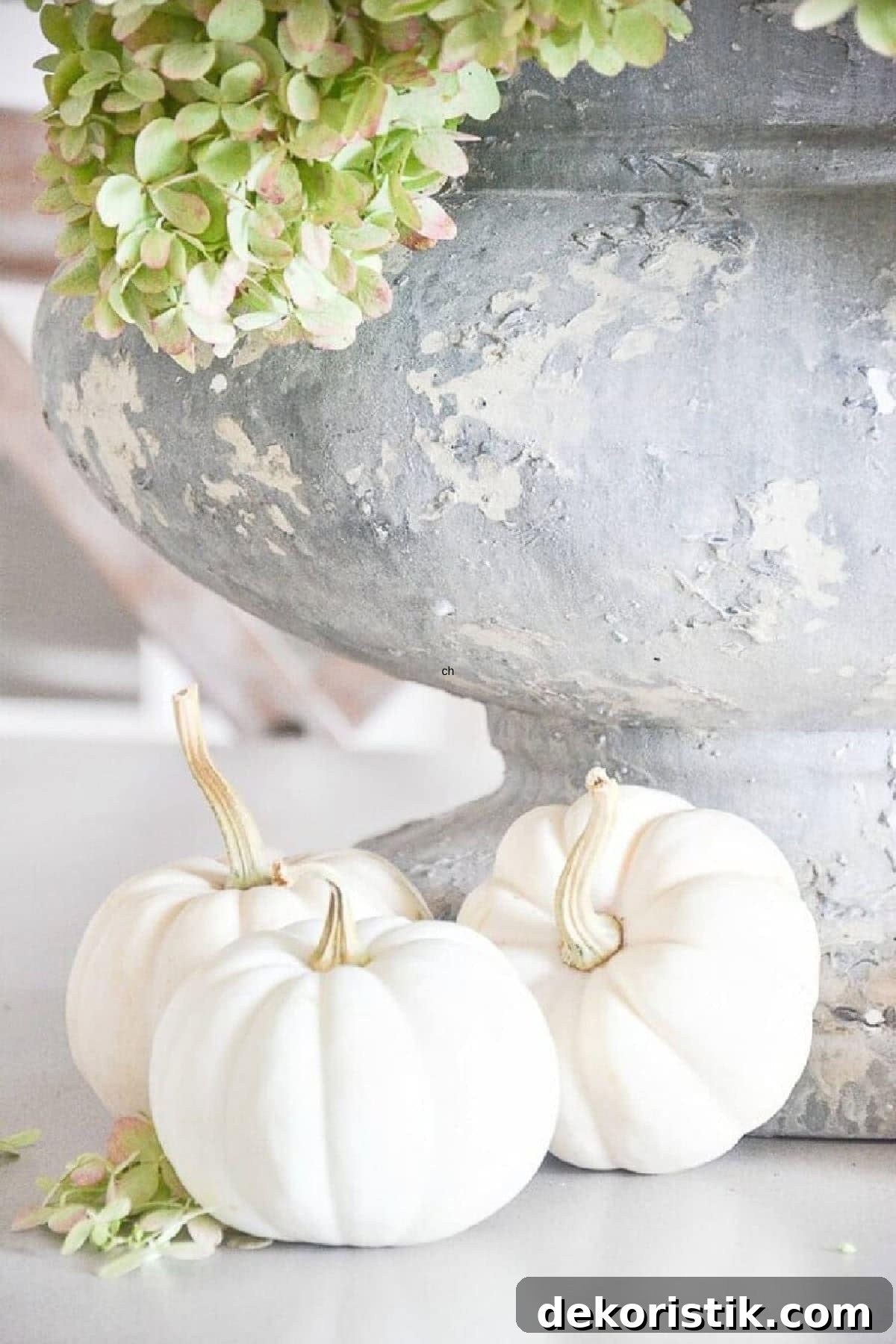 white mini pumpkins beside an aged concrete urn filled with limelight hydrangeas